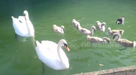 Swan Peggy