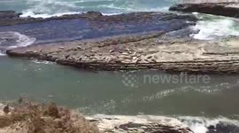 Sleepy seals react to opera singing