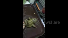 Frog born with three legs