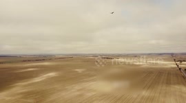 Curious eagle swoops towards drone