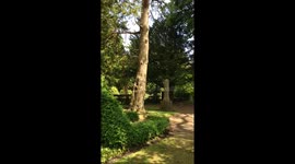 Squirrels playing in the cemetery