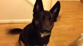 Dog moves head