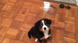Lyla vs. Brush