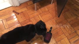 Lyla vs. brush 2