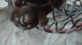 Playful orangutan youngster gets tangled up