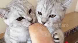 Kittens licking tuna brine ice lolly on hot day