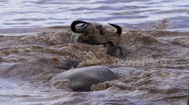 Hippo killing a wildebeest on the Mara River in Tanzania