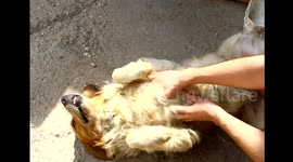 My blind dog enjoy his massage