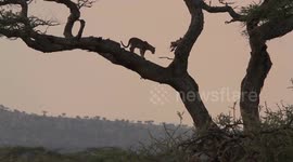 Leopard cub falls out of tree