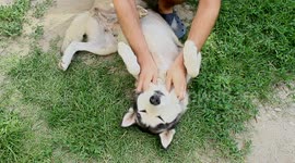 My husky dog Irma enjoys a massage