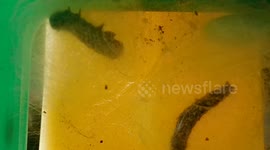 Caterpillars Spinning Cocoons