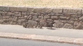Ducklings walking