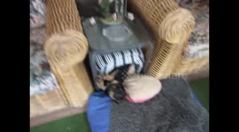 Cute puppy