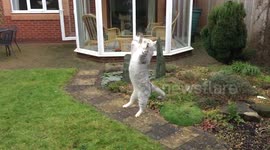 Slow-motion cat leap