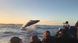 Humpback whale breaches right in front of tourist boat
