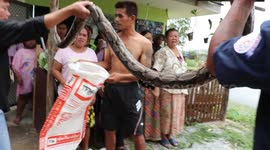 Python drops from ceiling and bites rescuer's Foot