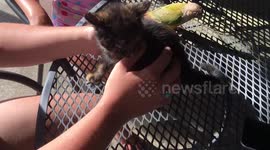 Conure has a tiger by the tail