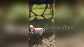 Just a dog taking a horse for a walk