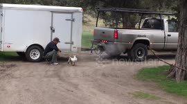 Jeffrey the goose tries to help owner with trailer