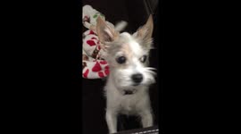 Dog will only get up to go to grandparents' house