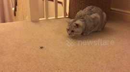 Cat playing with spider