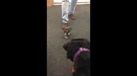 Lyla meets a kitten