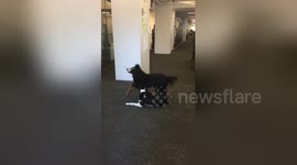 Newsflare Edit - Lyla playing in the office