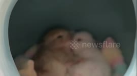 baby bunnies snuggling