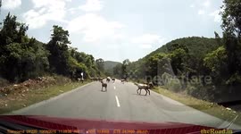 Animal collision | Unexpected goat movement led to Car crash