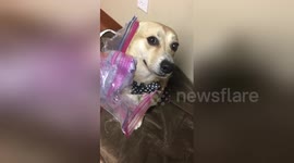 Woman confronts guilty looking dog after he ate all the treats