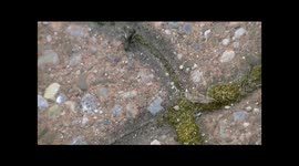 Large Ant Who lost trail back home