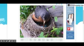 Baby robin hatching from egg