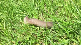 Snail