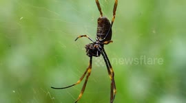 Large Golden Orb Spider