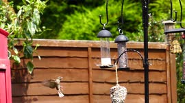 UK Sparrows in Slow Motion