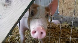 This Little Piggy is Hot Hot Hot