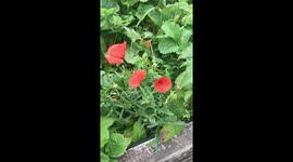 Poppies