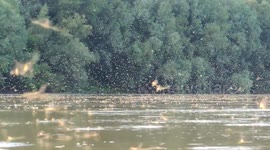 Swarming Mayflies- June 2017