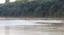 Swarming Mayflies- June 2017/ Tisa - Novi Knezevac