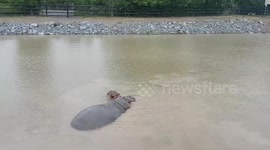 Synchronize swimming hippos