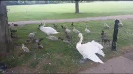 Swans Peggy Pat and Frank with the 8 cygnets