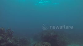 Reef Shark