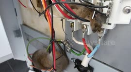 Smelly Rodents got Fried