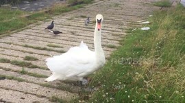 A family of swans and their cygnets