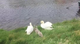 A family of swans just about to swim in Aberystwyth
