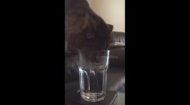 Cat drinking from a glass