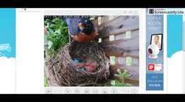 4th robin hatching from egg