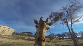 Giraffe at Fossil Rim