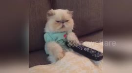 Newsflare Edit - Cat Watching TV