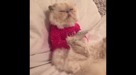 Cat on facebook